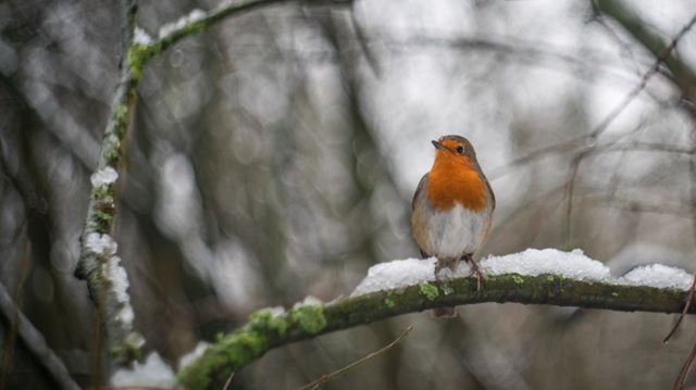 winter wildlife garden hero